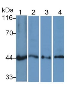 Invitrogen MEK2 Polyclonal Antibody 200 &mu;L; Unconjugated:Antibodies,
