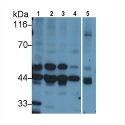 Invitrogen MEK2 Polyclonal Antibody 200 &mu;L; Unconjugated:Antibodies,
