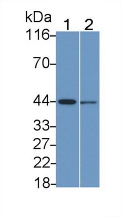 Invitrogen MEK2 Polyclonal Antibody 200 &mu;L; Unconjugated:Antibodies,