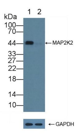 Invitrogen MEK2 Polyclonal Antibody 200 &mu;L; Unconjugated:Antibodies,