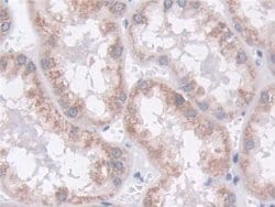 Invitrogen MOSC1 Polyclonal Antibody:Antibodies:Primary Antibodies