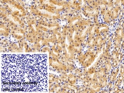 Invitrogen MOSC1 Polyclonal Antibody 200 &mu;L; Unconjugated:Antibodies,