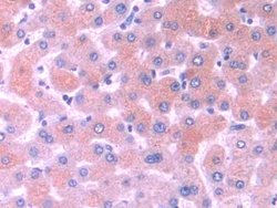 Invitrogen MOSC1 Polyclonal Antibody:Antibodies:Primary Antibodies