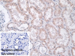 Invitrogen MOSC1 Polyclonal Antibody 200 &mu;L; Unconjugated:Antibodies,