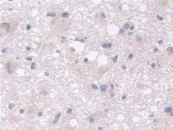 Invitrogen MOSC1 Polyclonal Antibody:Antibodies:Primary Antibodies
