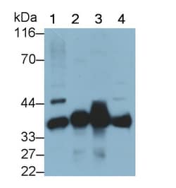 Invitrogen MOSC1 Polyclonal Antibody 200 &mu;L; Unconjugated:Antibodies,