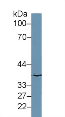 Invitrogen MOSC1 Polyclonal Antibody:Antibodies:Primary Antibodies