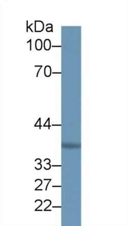 Invitrogen MOSC1 Polyclonal Antibody 200 &mu;L; Unconjugated:Antibodies,