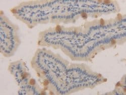 Invitrogen MUC2 Polyclonal Antibody 20 &mu;L; Unconjugated:Antibodies,