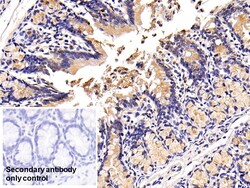 Invitrogen MUC2 Polyclonal Antibody 20 &mu;L; Unconjugated:Antibodies,