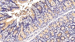 Invitrogen MUC2 Polyclonal Antibody 20 &mu;L; Unconjugated:Antibodies,