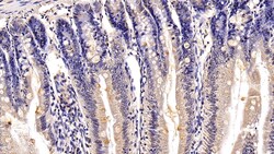 Invitrogen MUC2 Polyclonal Antibody 20 &mu;L; Unconjugated:Antibodies,