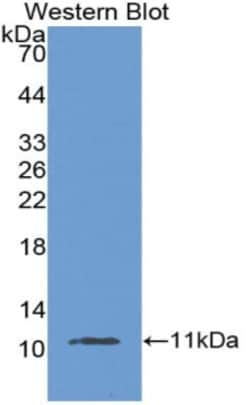Invitrogen MUC2 Polyclonal Antibody 20 &mu;L; Unconjugated:Antibodies,