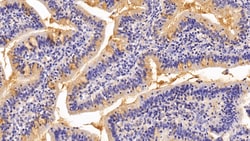 Invitrogen MUC2 Polyclonal Antibody 20 &mu;L; Unconjugated:Antibodies,