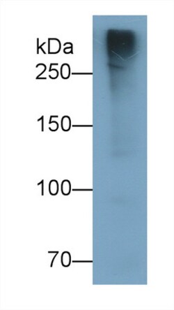 Invitrogen MUC2 Polyclonal Antibody 20 &mu;L; Unconjugated:Antibodies,