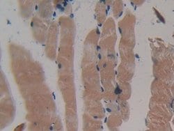 Invitrogen MYH2 Polyclonal Antibody 200 &mu;L; Unconjugated:Antibodies,