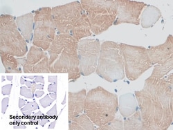 Invitrogen MYO1D Polyclonal Antibody 200 &mu;L; Unconjugated:Antibodies,