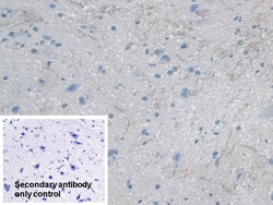Invitrogen MYO1D Polyclonal Antibody 200 &mu;L; Unconjugated:Antibodies,