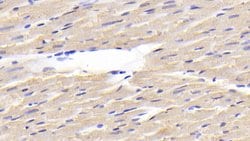 Invitrogen MYL1 Polyclonal Antibody 20 &mu;L; Unconjugated:Antibodies,