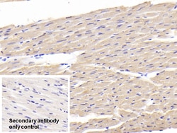 Invitrogen MYL1 Polyclonal Antibody 20 &mu;L; Unconjugated:Antibodies,