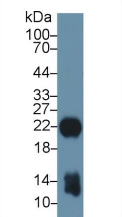 Invitrogen MYL1 Polyclonal Antibody 20 &mu;L; Unconjugated:Antibodies,