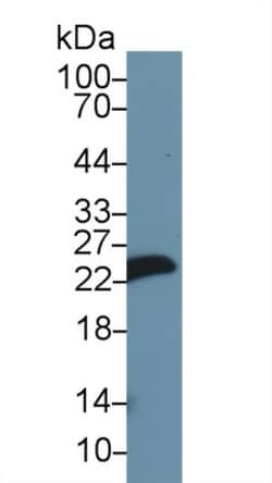 Invitrogen MYL1 Polyclonal Antibody 20 &mu;L; Unconjugated:Antibodies,