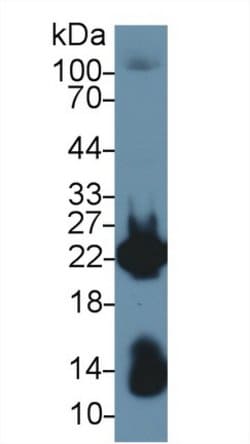 Invitrogen MYL1 Polyclonal Antibody 20 &mu;L; Unconjugated:Antibodies,