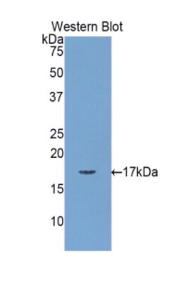 Invitrogen MYL1 Polyclonal Antibody 20 &mu;L; Unconjugated:Antibodies,