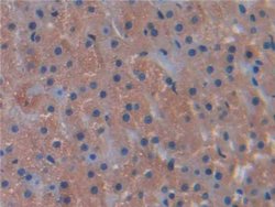 Invitrogen Myostatin Polyclonal Antibody:Antibodies:Primary Antibodies