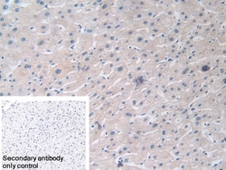 Invitrogen MX1 Polyclonal Antibody 200 &mu;L; Unconjugated:Antibodies,