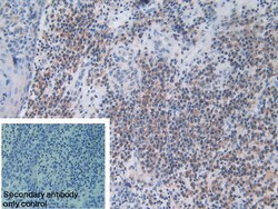Invitrogen MX1 Polyclonal Antibody 200 &mu;L; Unconjugated:Antibodies,