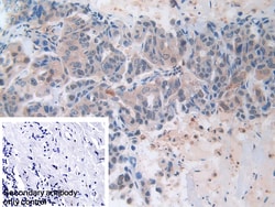 Invitrogen MX1 Polyclonal Antibody 200 &mu;L; Unconjugated:Antibodies,