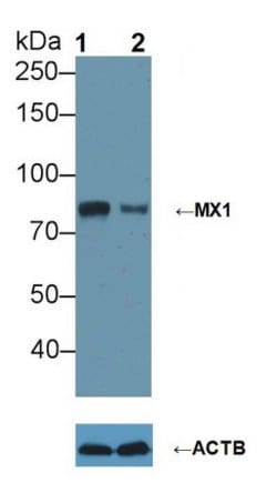 Invitrogen MX1 Polyclonal Antibody 200 &mu;L; Unconjugated:Antibodies,