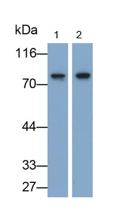 Invitrogen MX1 Polyclonal Antibody 200 &mu;L; Unconjugated:Antibodies,