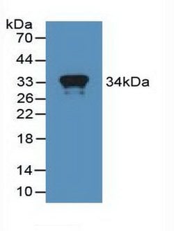 Invitrogen MX1 Polyclonal Antibody 200 &mu;L; Unconjugated:Antibodies,