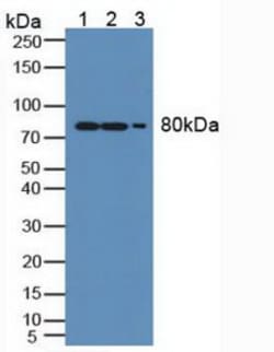 Invitrogen MX1 Polyclonal Antibody 200 &mu;L; Unconjugated:Antibodies,