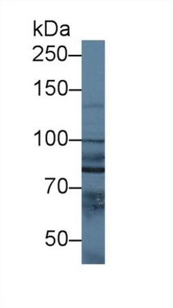 Invitrogen NAGLU Polyclonal Antibody:Antibodies:Primary Antibodies