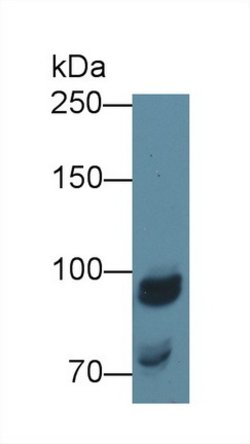 Invitrogen NAGLU Polyclonal Antibody:Antibodies:Primary Antibodies