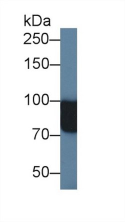Invitrogen NAGLU Polyclonal Antibody:Antibodies:Primary Antibodies