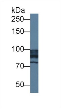 Invitrogen NAGLU Polyclonal Antibody:Antibodies:Primary Antibodies