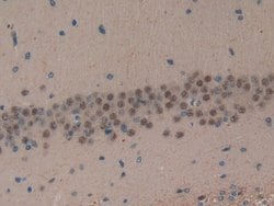 Invitrogen MT-ND5 Polyclonal Antibody:Antibodies:Primary Antibodies