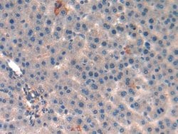 Invitrogen MT-ND5 Polyclonal Antibody:Antibodies:Primary Antibodies