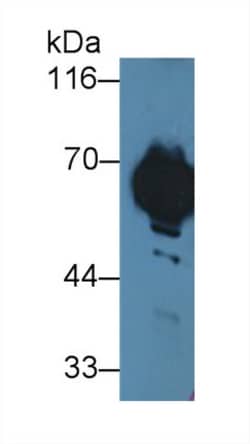Invitrogen MT-ND5 Polyclonal Antibody 20 &mu;L; Unconjugated:Antibodies,