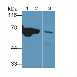 Invitrogen MT-ND5 Polyclonal Antibody 20 &mu;L; Unconjugated:Antibodies,
