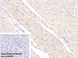 Invitrogen NDUFS1 Polyclonal Antibody 20 &mu;L; Unconjugated:Antibodies,