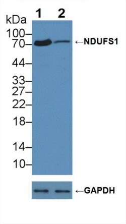 Invitrogen NDUFS1 Polyclonal Antibody 20 &mu;L; Unconjugated:Antibodies,