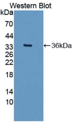Invitrogen NCDN Polyclonal Antibody 200 &mu;L; Unconjugated:Antibodies,