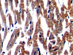 Invitrogen Nexilin Polyclonal Antibody 200 &mu;L; Unconjugated:Antibodies,