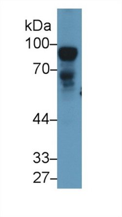Invitrogen Nexilin Polyclonal Antibody 200 &mu;L; Unconjugated:Antibodies,