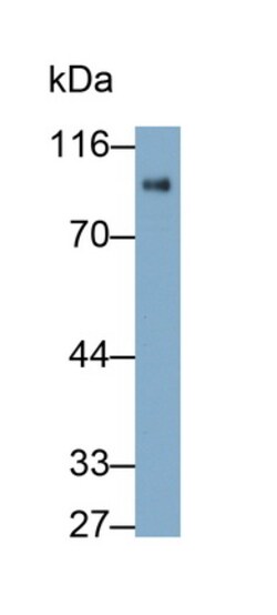 Invitrogen Nexilin Polyclonal Antibody 200 &mu;L; Unconjugated:Antibodies,